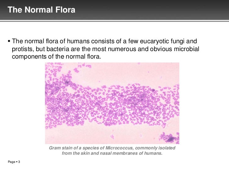 Oral flora1 18 nov111
