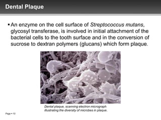 Dental Plaque


  An enzyme on the cell surface of Streptococcus mutans,
   glycosyl transferase, is involved in initial attachment of the
   bacterial cells to the tooth surface and in the conversion of
   sucrose to dextran polymers (glucans) which form plaque.




                 Dental plaque, scanning electron micrograph
                 illustrating the diversity of microbes in plaque.
Page  10
 