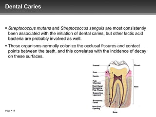 Dental Caries


 Streptococcus mutans and Streptococcus sanguis are most consistently
  been associated with the initiation of dental caries, but other lactic acid
  bacteria are probably involved as well.
 These organisms normally colonize the occlusal fissures and contact
  points between the teeth, and this correlates with the incidence of decay
  on these surfaces.




Page  14
 