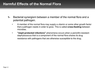 Harmful Effects of the Normal Flora


       1-       Bacterial synergism between a member of the normal flora and a
                potential pathogen.
            •      A member of the normal flora may supply a vitamin or some other growth factor
                   that a pathogen needs in order to grow. This is called cross-feeding between
                   microbes.
            •      "staph-protected infections" phenomena occurs when a penicillin-resistant
                   staphylococcus that is a component of the normal flora shares its drug
                   resistance with pathogens that are otherwise susceptible to the drug.




Page  2
 