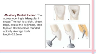 -Maxillary Central Incisor: The
access opening is triangular in
shape.The root is straight, single,
large, oval at the beginning, then
tapered till it becomes rounded
apically. Average tooth
length=22.5mm
 