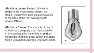 -Maxillary Lateral Incisor: Similar in
shape to the max. central incisor, but
smaller insize with: disto-palatal curvature
at the apex of the root.Average tooth
length= 21mm.
-Maxillary Canine: The canal is big and it
is wider buccoingually than mesiodistally.
At the cervical third the orifice is oval, at
the middle third: it is oval., and in the apical
third it is rounded. Average length=26.5mm
 