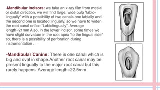 -Mandibular Incisors: we take an x-ray film from mesial
or distal direction, we will find large, wide pulp “labio-
lingually” with a possibility of two canals one labially and
the second one is located lingually, so we have to widen
the root canal orifice “Labiolingually”. Average
length=21mm Also, in the lower incisor, some times we
have slight curvature in the root apex “to the lingual side”
so, there is a possibility of perforation during
instrumentation .
-Mandibular Canine: There is one canal which is
big and oval in shape.Another root canal may be
present lingually to the major root canal but this
rarely happens. Average length=22.5mm
 