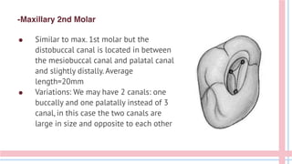 -Maxillary 2nd Molar
● Similar to max. 1st molar but the
distobuccal canal is located in between
the mesiobuccal canal and palatal canal
and slightly distally. Average
length=20mm
● Variations: We may have 2 canals: one
buccally and one palatally instead of 3
canal, in this case the two canals are
large in size and opposite to each other
 