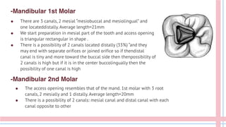 -Mandibular 1st Molar
● There are 3 canals, 2 mesial “mesiobuccal and mesiolingual” and
one locateddistally. Average length=21mm
● We start preparation in mesial part of the tooth and access opening
is triangular rectangular in shape .
● There is a possibility of 2 canals located distally (33%) “and they
may end with separate orifices or joined orifice so if thendistal
canal is tiny and more toward the buccal side then thenpossibility of
2 canals is high but if it is in the center buccolingually then the
possibility of one canal is high
-Mandibular 2nd Molar
● The access opening resembles that of the mand. 1st molar with 3 root
canals, 2 mesially and 1 distally. Average length=20mm
● There is a possibility of 2 canals: mesial canal and distal canal with each
canal opposite to other
 