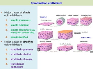 Transitional Vs Simple Columnar Oral Histology for dental students 2024.pptx