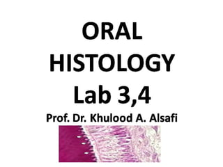Oral histology lab 3,4