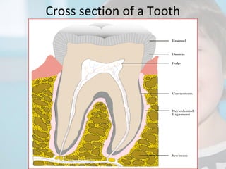 Cross section of a Tooth

 