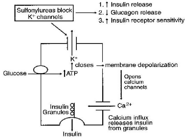 Oral Hypoglycemic Agents Oral Hypoglycemic Agents