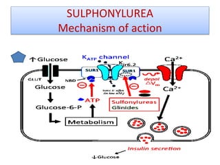 SULPHONYLUREA
Mechanism of action
 