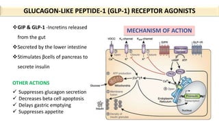 GLUCAGON-LIKE PEPTIDE-1 (GLP-1) RECEPTOR AGONISTS
GIP & GLP-1 -Incretins released
from the gut
Secreted by the lower intestine
Stimulates βcells of pancreas to
secrete insulin
MECHANISM OF ACTION
 Suppresses glucagon secretion
 Decreases beta cell apoptosis
 Delays gastric emptying
 Suppresses appetite
OTHER ACTIONS
 