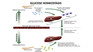 GLUCOSE HOMEOSTASIS
 