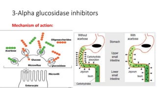 3-Alpha glucosidase inhibitors
Mechanism of action:
 