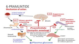 6-PRAMLINTIDE
Mechanism of action:
 