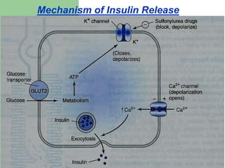 Mechanism of Insulin Release
 