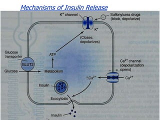 Mechanisms of Insulin Release
 
