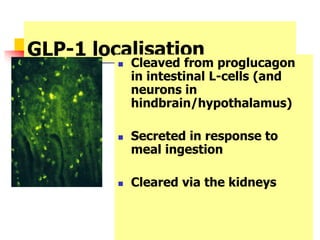 GLP-1 localisation
 Cleaved from proglucagon
in intestinal L-cells (and
neurons in
hindbrain/hypothalamus)
 Secreted in response to
meal ingestion
 Cleared via the kidneys
 