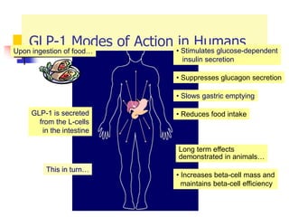 GLP-1 Modes of Action in Humans
GLP-1 is secreted
from the L-cells
in the intestine
This in turn…
• Stimulates glucose-dependent
insulin secretion
• Suppresses glucagon secretion
• Slows gastric emptying
Long term effects
demonstrated in animals…
• Increases beta-cell mass and
maintains beta-cell efficiency
• Reduces food intake
Upon ingestion of food…
 