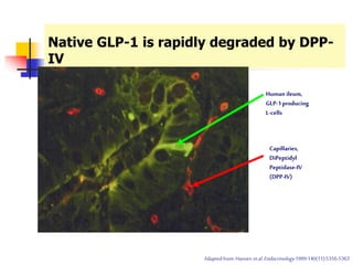 Native GLP-1 is rapidly degraded by DPP-
IV
Human ileum,
GLP-1producing
L-cells
Capillaries,
DiPeptidyl
Peptidase-IV
(DPP-IV)
Adaptedfrom:Hansenetal.Endocrinology1999:140(11):5356-5363
 