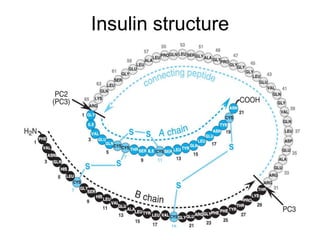 Insulin structure
 