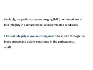 Notably, magnetic resonance imaging (MRI) confirmed loss of
BBB integrity in a mouse model of disseminated candidosis .
 Loss of integrity allows microorganisms to spread through the
blood stream and quietly contribute in the pathogenesis
of AD.
 