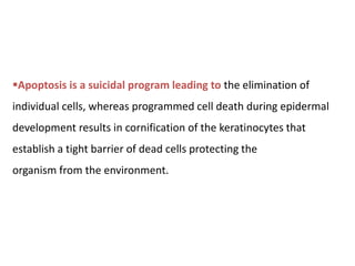 Apoptosis is a suicidal program leading to the elimination of
individual cells, whereas programmed cell death during epidermal
development results in cornification of the keratinocytes that
establish a tight barrier of dead cells protecting the
organism from the environment.
 