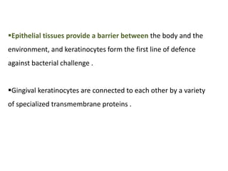 Epithelial tissues provide a barrier between the body and the
environment, and keratinocytes form the first line of defence
against bacterial challenge .
Gingival keratinocytes are connected to each other by a variety
of specialized transmembrane proteins .
 