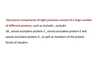 Structural components of tight junctions consist of a large number
of different proteins, such as occludin , occludin
1B , zonula occludens protein-1 , zonula occludens protein-2 and
zonula occludens protein-3 , as well as members of the protein
family of claudins .
 