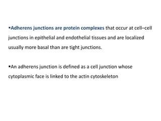Adherens junctions are protein complexes that occur at cell–cell
junctions in epithelial and endothelial tissues and are localized
usually more basal than are tight junctions.
An adherens junction is defined as a cell junction whose
cytoplasmic face is linked to the actin cytoskeleton
 