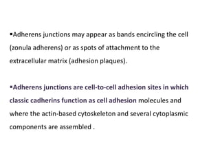 Adherens junctions may appear as bands encircling the cell
(zonula adherens) or as spots of attachment to the
extracellular matrix (adhesion plaques).
Adherens junctions are cell-to-cell adhesion sites in which
classic cadherins function as cell adhesion molecules and
where the actin-based cytoskeleton and several cytoplasmic
components are assembled .
 