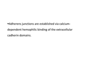 Adherens junctions are established via calcium-
dependent hemophilic binding of the extracellular
cadherin domains.
 