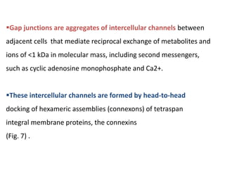 Gap junctions are aggregates of intercellular channels between
adjacent cells that mediate reciprocal exchange of metabolites and
ions of <1 kDa in molecular mass, including second messengers,
such as cyclic adenosine monophosphate and Ca2+.
These intercellular channels are formed by head-to-head
docking of hexameric assemblies (connexons) of tetraspan
integral membrane proteins, the connexins
(Fig. 7) .
 