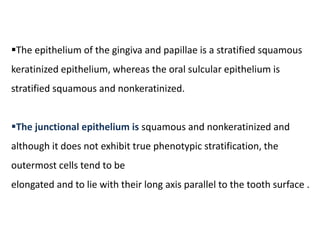 The epithelium of the gingiva and papillae is a stratified squamous
keratinized epithelium, whereas the oral sulcular epithelium is
stratified squamous and nonkeratinized.
The junctional epithelium is squamous and nonkeratinized and
although it does not exhibit true phenotypic stratification, the
outermost cells tend to be
elongated and to lie with their long axis parallel to the tooth surface .
 