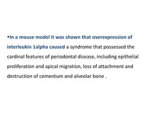 In a mouse model it was shown that overexpression of
interleukin 1alpha caused a syndrome that possessed the
cardinal features of periodontal disease, including epithelial
proliferation and apical migration, loss of attachment and
destruction of cementum and alveolar bone .
 