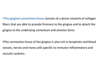 The gingival connective tissue consists of a dense network of collagen
fibers that are able to provide firmness to the gingiva and to attach the
gingiva to the underlying cementum and alveolar bone.
The connective tissue of the gingiva is also rich in lymphatic and blood
vessels, nerves and many cells specific to immune–inflammatory and
vascular systems.
 
