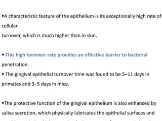 A characteristic feature of the epithelium is its exceptionally high rate of
cellular
turnover, which is much higher than in skin.
 This high turnover rate provides an effective barrier to bacterial
penetration.
 The gingival epithelial turnover time was found to be 5–11 days in
primates and 3–5 days in mice.
The protective function of the gingival epithelium is also enhanced by
saliva secretion, which physically lubricates the epithelial surfaces and
 