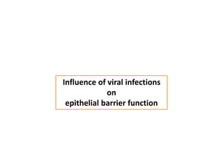 Influence of viral infections
on
epithelial barrier function
 