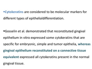 Cytokeratins are considered to be molecular markers for
different types of epithelialdifferentiation.
Gosselin et al. demonstrated that reconstituted gingival
epithelium in vitro expressed some cytokeratins that are
specific for embryonic, simple and tumor epithelia, whereas
gingival epithelium reconstituted on a connective tissue
equivalent expressed all cytokeratins present in the normal
gingival tissue.
 