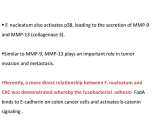  F. nucleatum also activates p38, leading to the secretion of MMP-9
and MMP-13 (collagenase 3).
Similar to MMP-9, MMP-13 plays an important role in tumor
invasion and metastasis.
Recently, a more direct relationship between F. nucleatum and
CRC was demonstrated whereby the fusobacterial adhesin FadA
binds to E-cadherin on colon cancer cells and activates b-catenin
signaling .
 