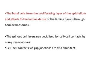 The basal cells form the proliferating layer of the epithelium
and attach to the lamina densa of the lamina basalis through
hemidesmosomes.
The spinous cell layersare specialized for cell–cell contacts by
many desmosomes.
Cell–cell contacts via gap junctions are also abundant.
 