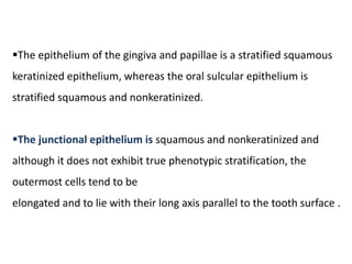 The epithelium of the gingiva and papillae is a stratified squamous
keratinized epithelium, whereas the oral sulcular epi...