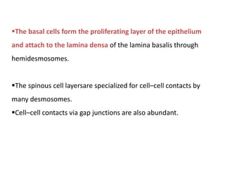 The basal cells form the proliferating layer of the epithelium
and attach to the lamina densa of the lamina basalis throu...
