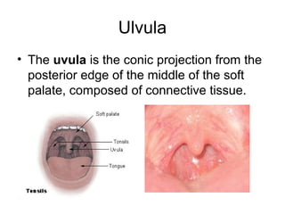 Uvula Color Oral landmarks | PPT
