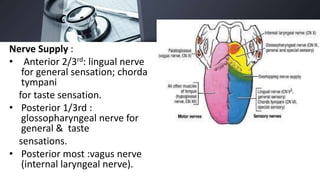 Nerve Supply :
• Anterior 2/3rd: lingual nerve
for general sensation; chorda
tympani
for taste sensation.
• Posterior 1/3rd :
glossopharyngeal nerve for
general & taste
sensations.
• Posterior most :vagus nerve
(internal laryngeal nerve).
 