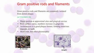Oral microbiology | PPTX