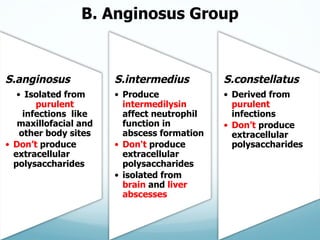 B.  Anginosus  Group
S.anginosus
• Isolated from  
purulent  
infections    like  
maxillofacial  and  
other  body  sites...