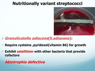 Nutritionally  variant  streptococci
ØGranulicatella adiacens(S.adiacens):
ü Require  cysteine  ,pyridoxal(vitamin  B6) ...