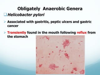 Obligately    Anaerobic  Genera
qHelicobacter  pylori
Ø Associated  with  gastritis,  peptic  ulcers  and  gastric  
can...
