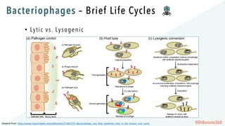 Bacteriophages – Brief Life Cycles
• Lytic vs. Lysogenic
Adapted	from:	https://www.researchgate.net/publication/273447275_...