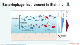 Bacteriophage Involvement in Biofilms
Adapted	from:	https://www.nature.com/articles/npjbiofilms201610 @DrBonnie360
 